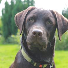 Labrador retriever Bailey