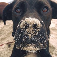 Blanding af racer Buddha the Bullador