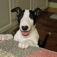 Bullterrier ACAI Bullwerona