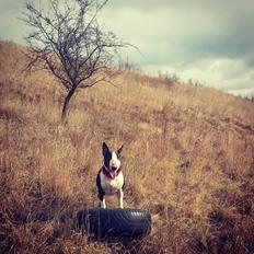 Bullterrier ACAI Bullwerona