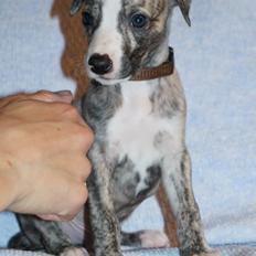 Whippet Peregrinus' Amazing Aston Martin