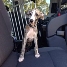 Whippet Peregrinus' Amazing Aston Martin