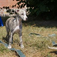 Whippet Peregrinus' Amazing Aston Martin