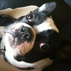 Fransk bulldog sylvester (sylle)