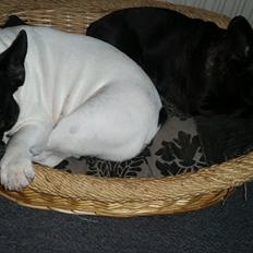 Fransk bulldog sylvester (sylle)