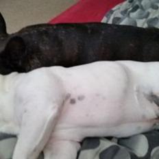 Fransk bulldog sylvester (sylle)