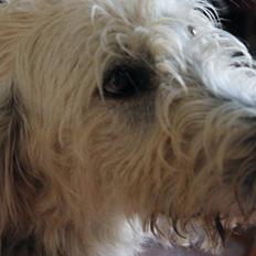 Blanding af racer labradoodel soja