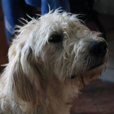 Blanding af racer labradoodel soja