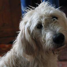 Blanding af racer labradoodel soja