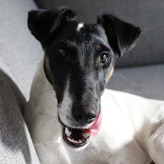 Glathåret foxterrier Charlie