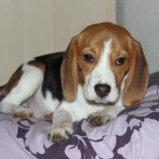 Beagle Bella