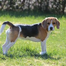 Beagle Bella
