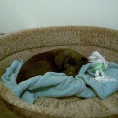 Labrador retriever Mokka! <3