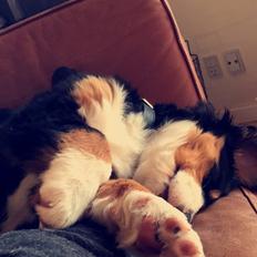 Berner sennenhund Keela 