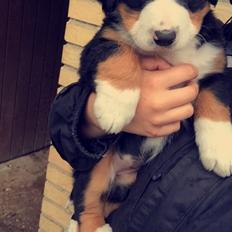 Berner sennenhund Keela 