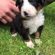 Berner sennenhund Keela 