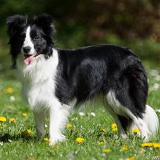 Border collie Kian Star Kianna