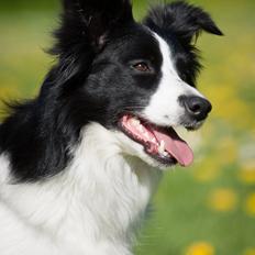 Border collie Kian Star Kianna