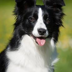 Border collie Kian Star Kianna