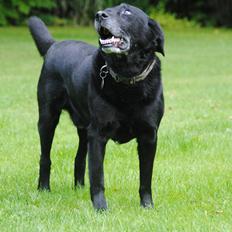 Labrador retriever Newton <3