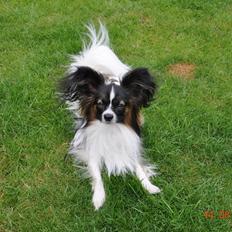 Papillon Askepots Koda "Cody"