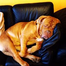 Dogue de bordeaux Butch