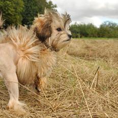 Løwchen Felix *Lions of Denmark Gipsy in gold*