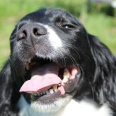 Engelsk springer spaniel Puk