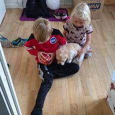 Blanding af racer Elsa