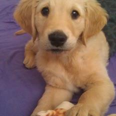 Golden retriever Mango