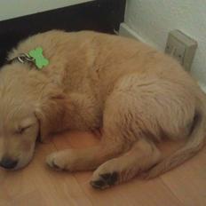 Golden retriever Mango