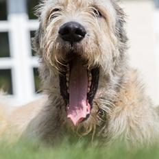 Irsk ulvehund Morgan