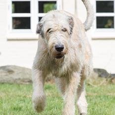 Irsk ulvehund Morgan