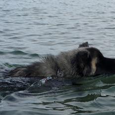 American Akita Akidan Breaking The Waves "RIKI" <3