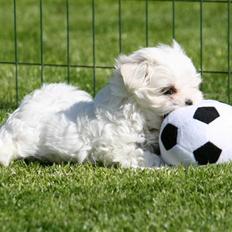 Malteser La Maison de Manon au Clair de Lune