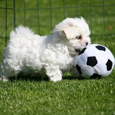 Malteser La Maison de Manon au Clair de Lune