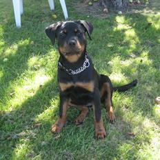 Rottweiler Ballou Håkon Osia, kaldet Aika