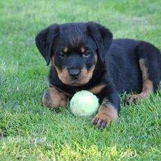 Rottweiler Ballou Håkon Osia, kaldet Aika