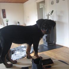 Rottweiler Ballou Håkon Osia, kaldet Aika