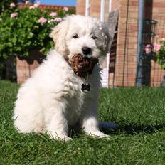 Blanding af racer Sia