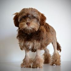 Løwchen Lions of Denmark Hot Brandy ´n Cream *Gabie*