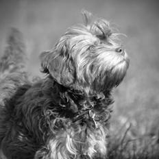 Løwchen Lions of Denmark Hot Brandy ´n Cream *Gabie*