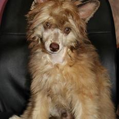 Chinese crested powder puff Ned Gallant Miracolo Dell'anima