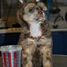 Chinese crested powder puff Ned Gallant Miracolo Dell'anima