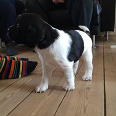 Field Trial Springer Spaniel Bobby