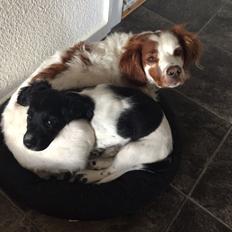 Field Trial Springer Spaniel Bobby