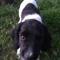 Field Trial Springer Spaniel Bobby