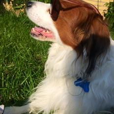 Kooikerhondje Andelokkerens brogede Gorm (Pyrus)