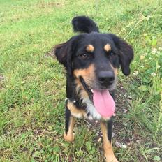 Blanding af racer Simba