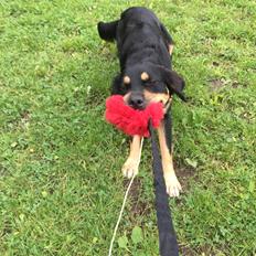 Blanding af racer Simba